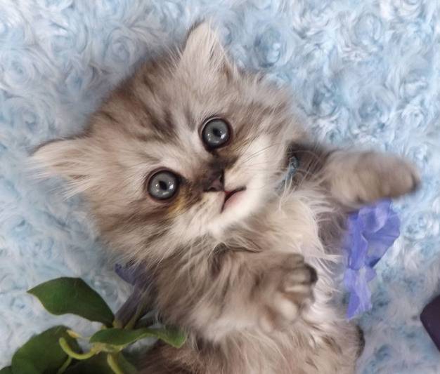 Toby - Minuet
