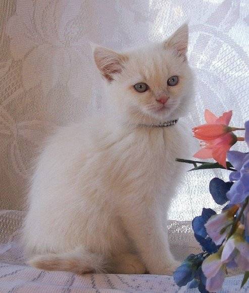 Tony - Minuet
