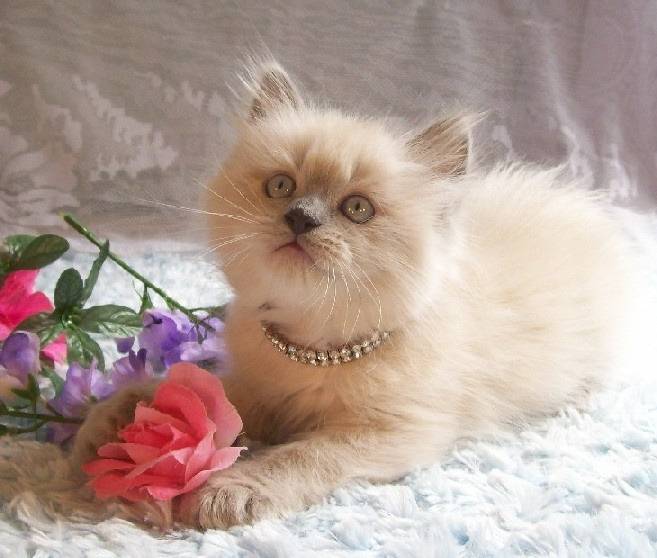 Tucker - Minuet