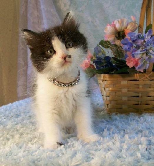 Winston - Minuet