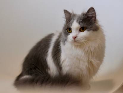 Un Minuet blanc et gris est assis sur une table