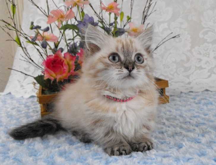Bitsy - Minuet