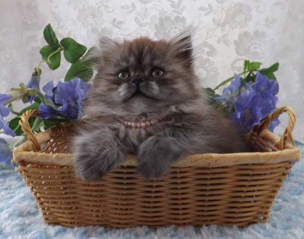 Coco - Minuet