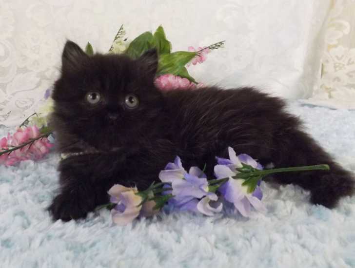 Esme - Minuet