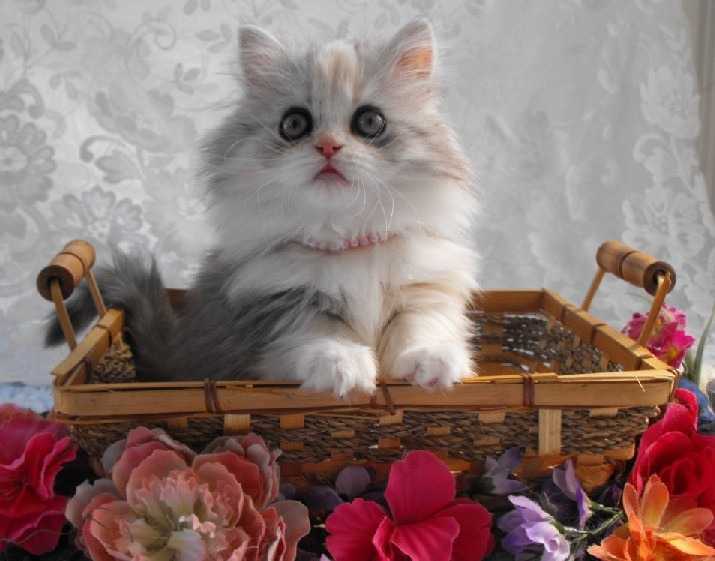 Lorelei - Minuet