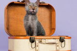 Un Lykoï assis dans une mallette de voyage