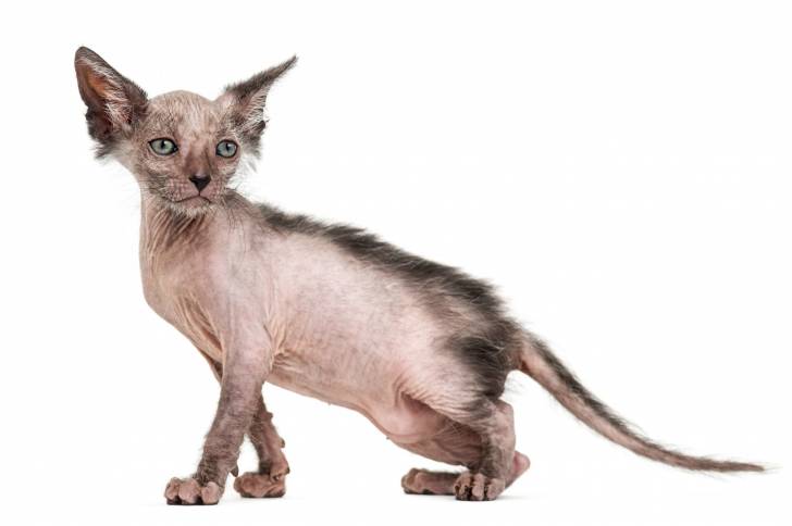 Nakto De La Vallée Des Dieux - Lykoï Mâle (2 mois)