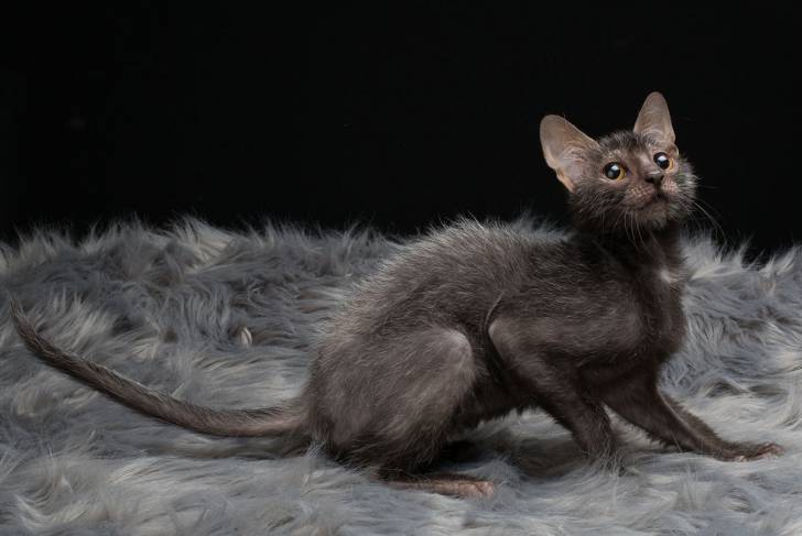 Le Lykoï un peu frêle