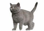 Photo Brazilian Shorthair (1 an)