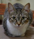 Photo Brazilian Shorthair