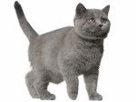 Photo Brazilian Shorthair