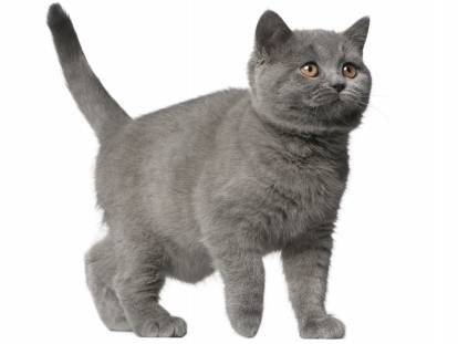 Brazilian Shorthair