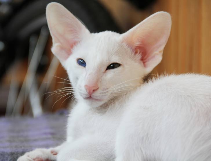 L'Oriental Shorthair avec ses yeux vairons