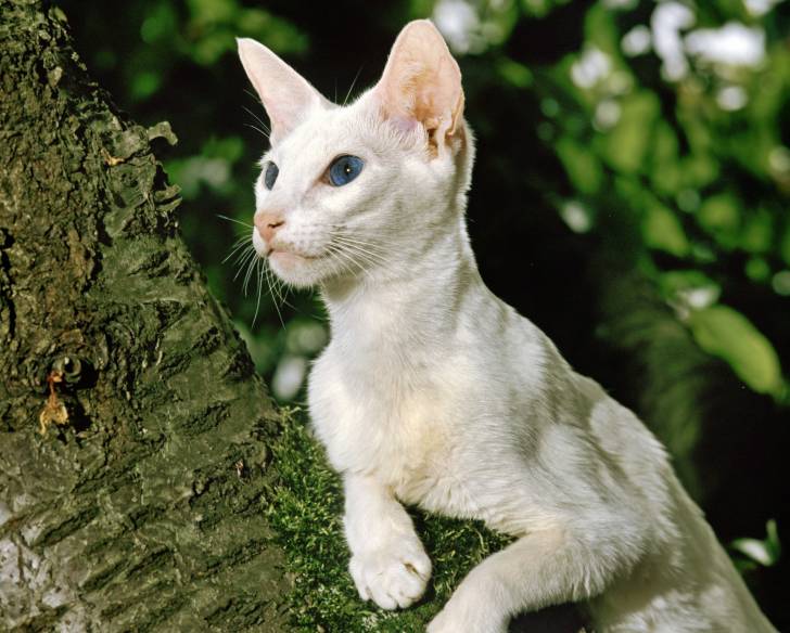 Un Foreign White perché dans un arbre