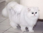 Persan - Chinchilla