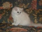 Persan Chinchilla - Chinchilla (3 mois)