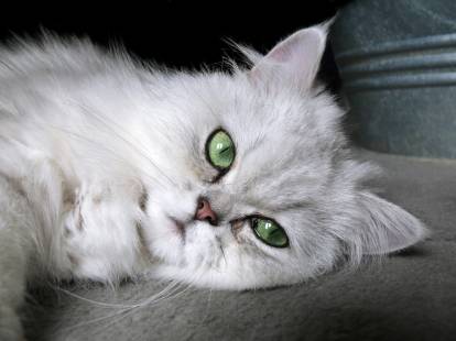 Un Chinchilla silver avec des yeux verts