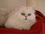 Persan Chinchilla - Chinchilla
