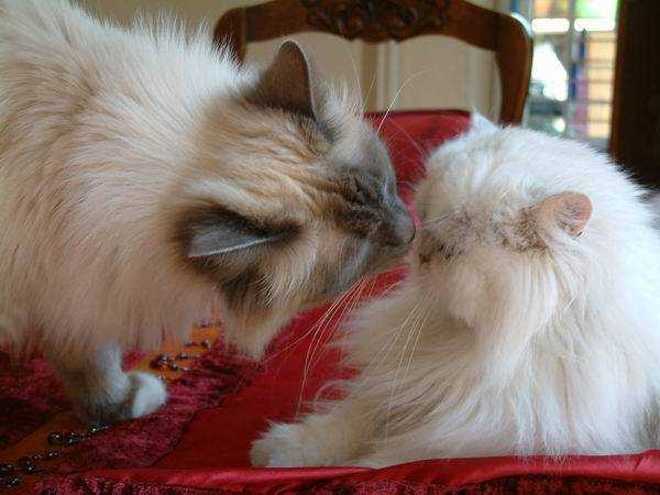 Sacr? de Birmanie et Persan Chinchilla - Chinchilla Femelle