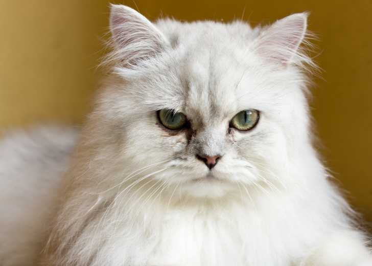 Photo Chinchilla