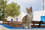 Photo Chat de la mer Egée