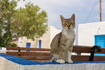 Photo Chat de la mer Egée