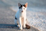 Photo Chat de la mer Egée