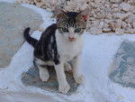 Photo Chat de la mer Egée