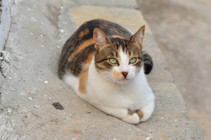 Un chat de la mer Egée tricolore assis dans la rue