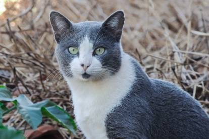 Les chats gris et blancs races motifs caract re