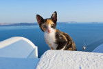 Photo Chat de la mer Egée