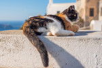 Photo Chat de la mer Egée