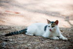 Photo Chat de la mer Egée