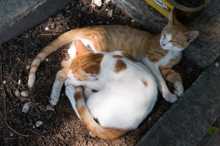 Photo Chat de la mer Egée