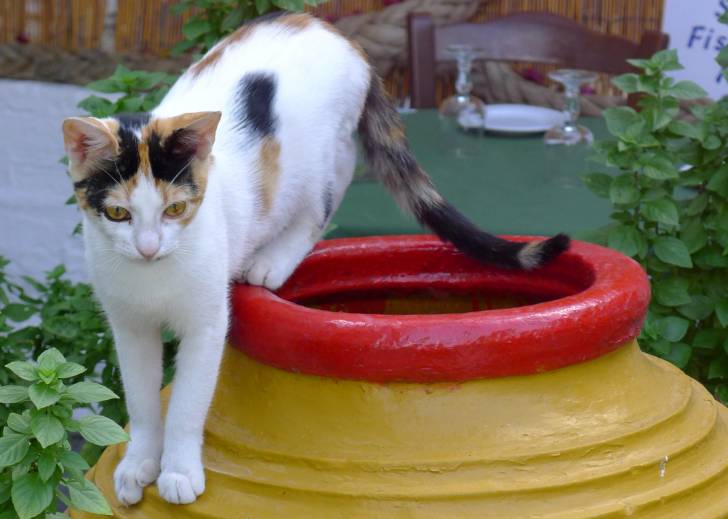 Photo Chat de la mer Egée