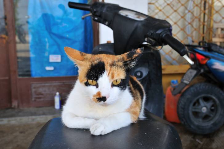 Photo Chat de la mer Egée