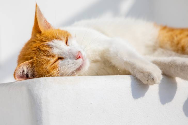 Photo Chat de la mer Egée