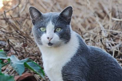 Un Chat de la mer Egée gris et blanc dans un jardin