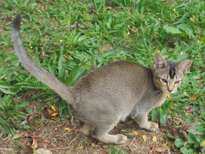 Un chat Mandalay debout dans l'herbe