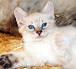 Tex - Owyhee Bob Mâle