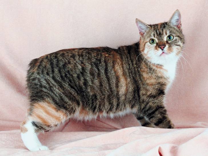 Un Manx de Tasmanie sur un drap