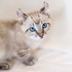 George - Kinkalow Mâle