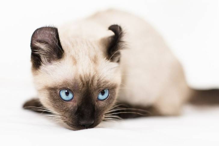 La'Toya - Kinkalow Femelle