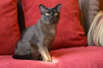 Photo Burmese Américain
