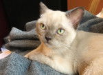Photo Burmese Américain