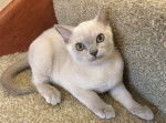 Photo Burmese Américain