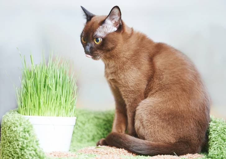 Un Burmese Américain devant un pot d'herbe à chat