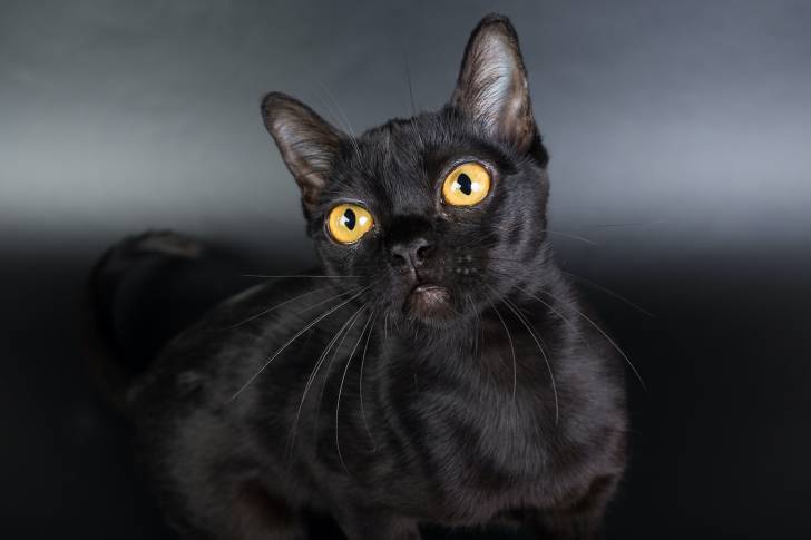 Photo Burmese Américain