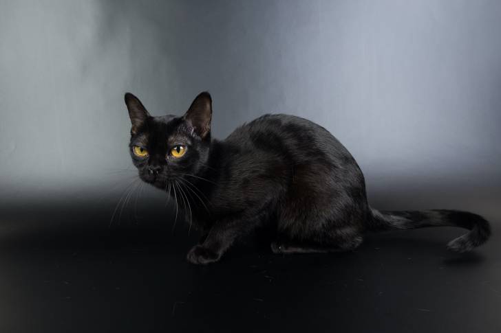 Photo Burmese Américain