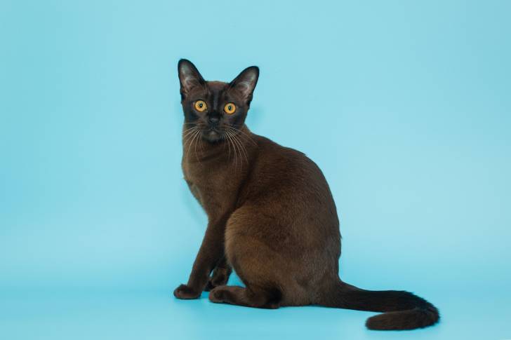 Photo Burmese Américain